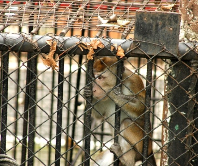 zoologicos-cierran-uruguay